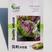 贝利沙拉菜种子特色蔬菜种子结球生菜叶色翠绿带紫莴苣菜种子