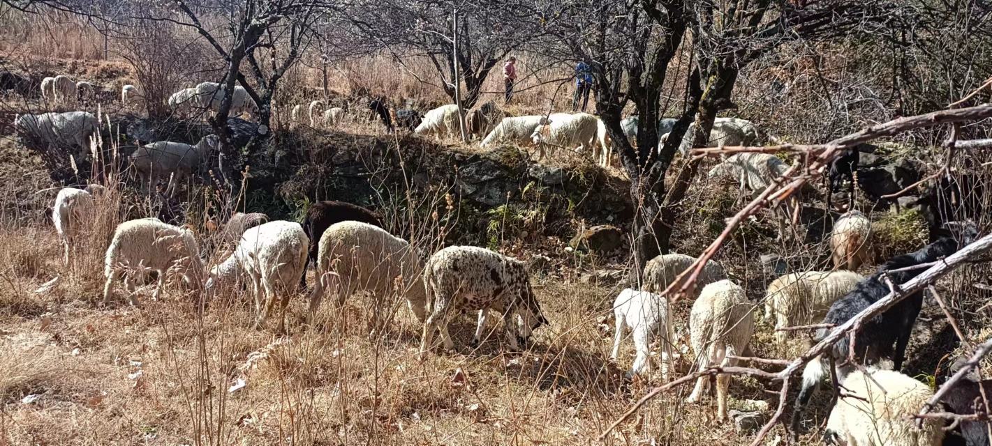 东山鲜羊在沿海草场放牧场景 东山鲜羊在沿海草场放牧场景