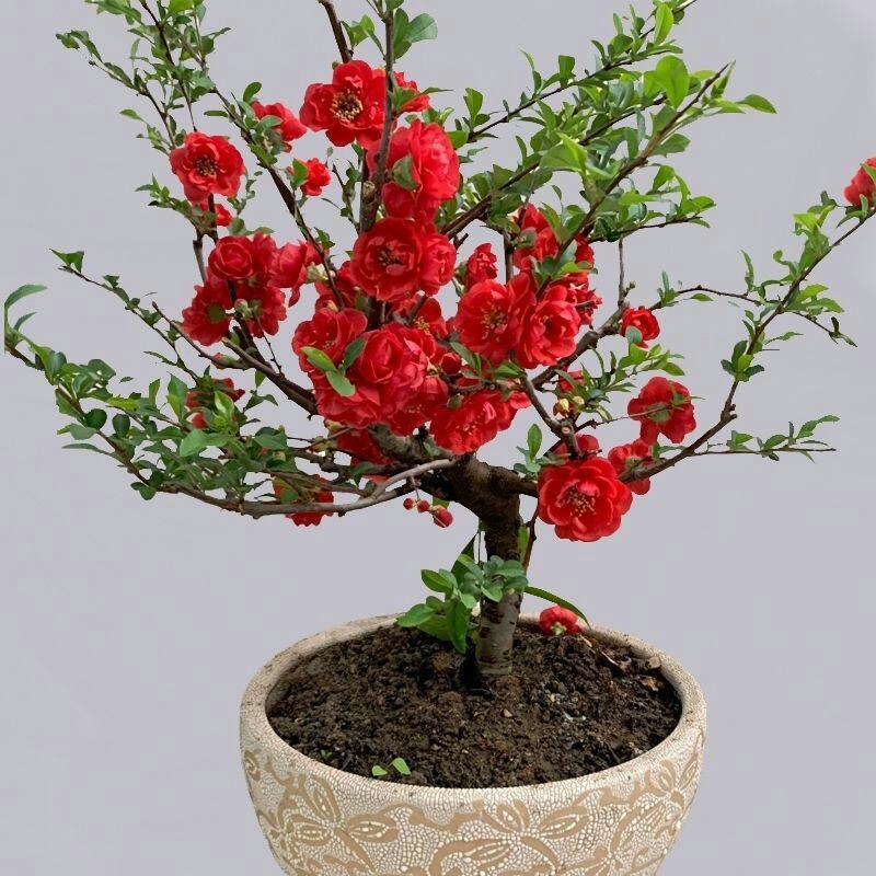 长寿冠海棠带花苞浓香耐寒精品老桩海棠花盆栽地栽