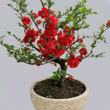 长寿冠海棠带花苞浓香耐寒精品老桩海棠花盆栽地栽