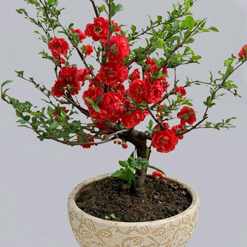 长寿冠海棠带花苞浓香耐寒精品老桩海棠花盆栽地栽