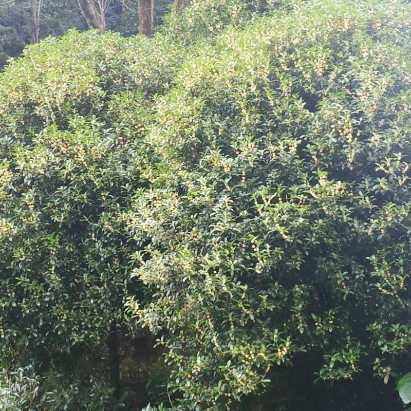 优质桂花树苗