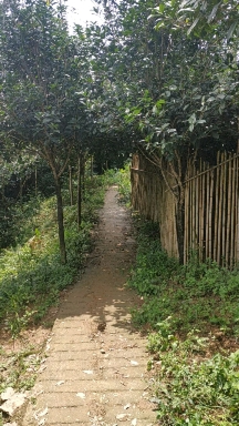 优质桂花树苗