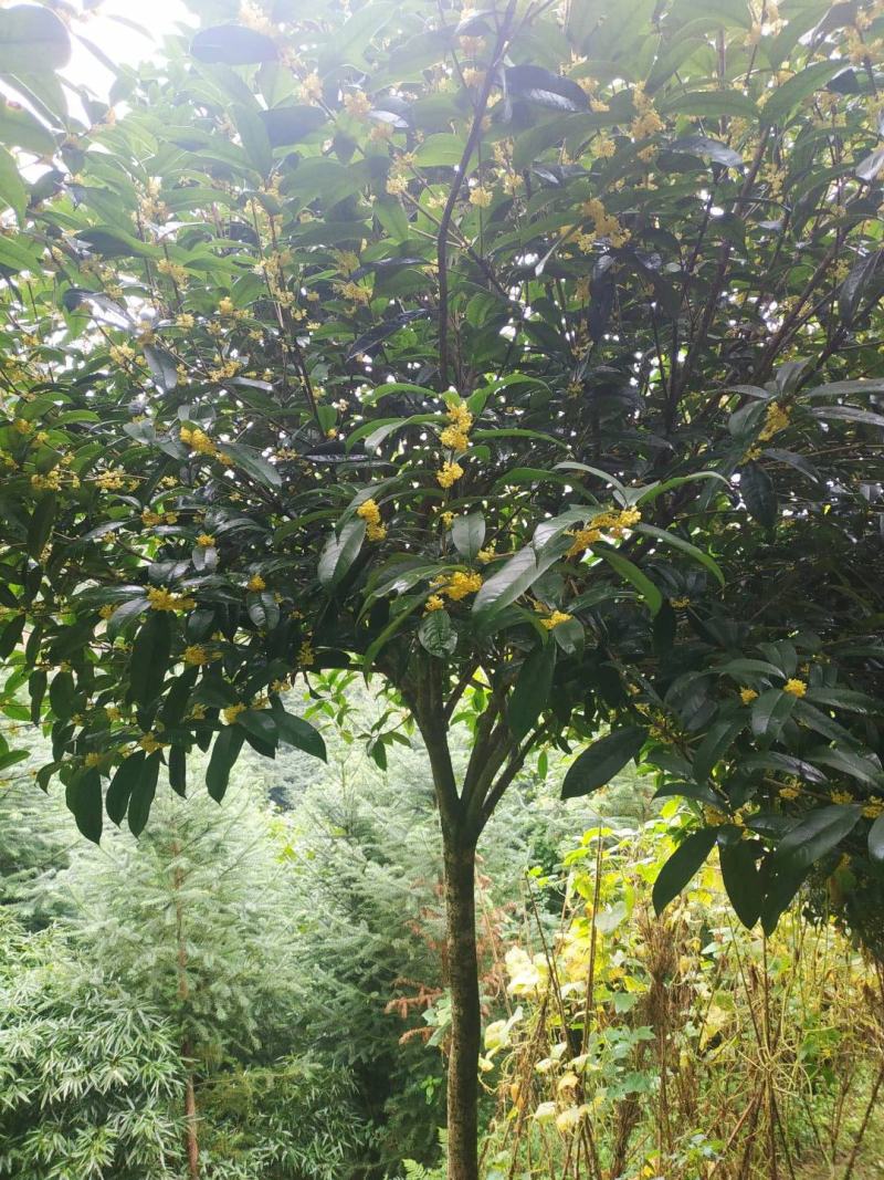优质桂花树苗