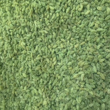 新疆吐鲁番葡萄干，绿无核，绿珍珠，绿宝石葡萄干。