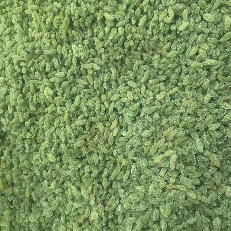 新疆吐鲁番葡萄干，绿无核，绿珍珠，绿宝石葡萄干。