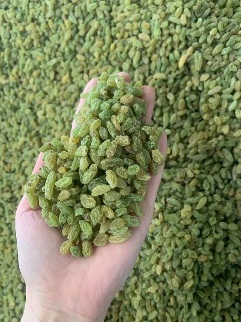 新疆吐鲁番葡萄干，绿无核，绿珍珠，绿宝石葡萄干。