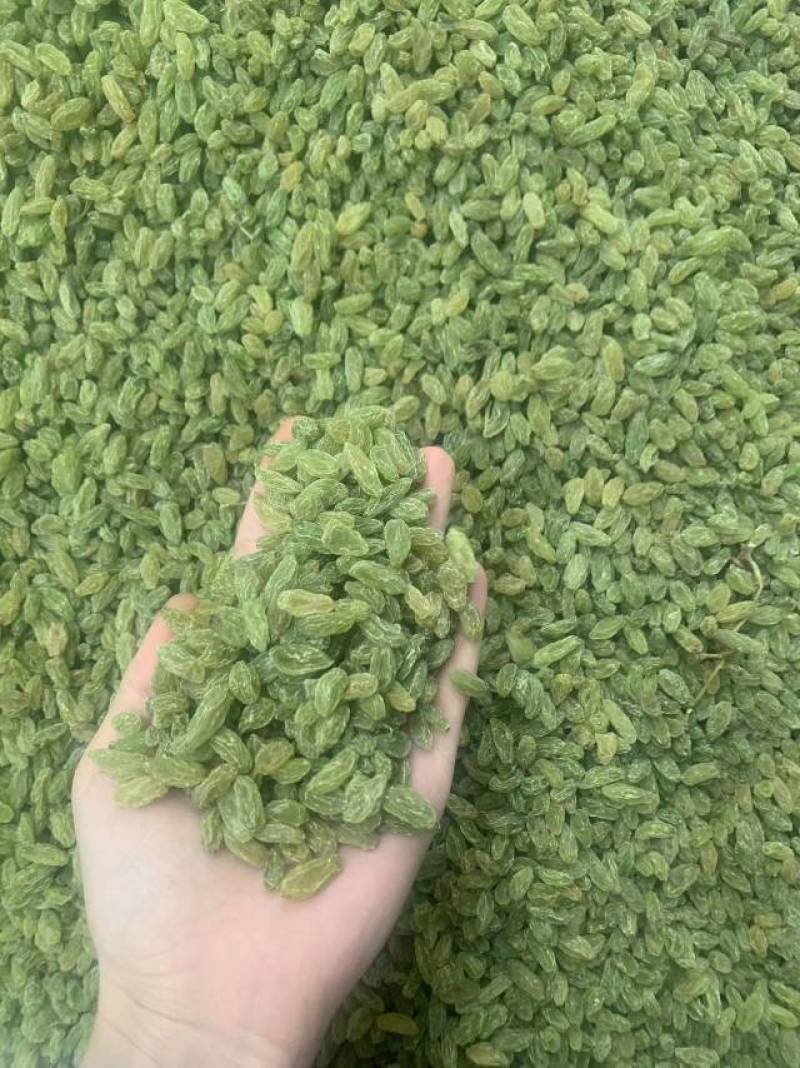 新疆吐鲁番葡萄干，绿无核，绿珍珠，绿宝石葡萄干。