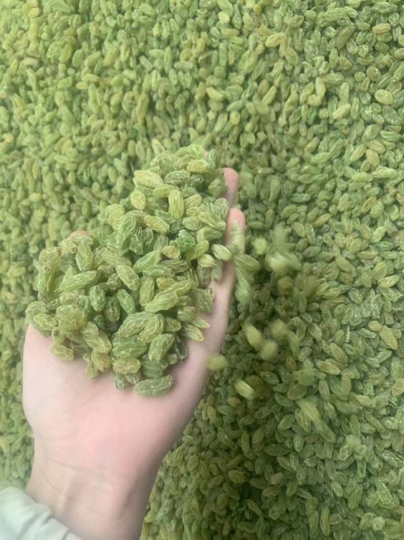 新疆吐鲁番葡萄干，绿无核，绿珍珠，绿宝石葡萄干。