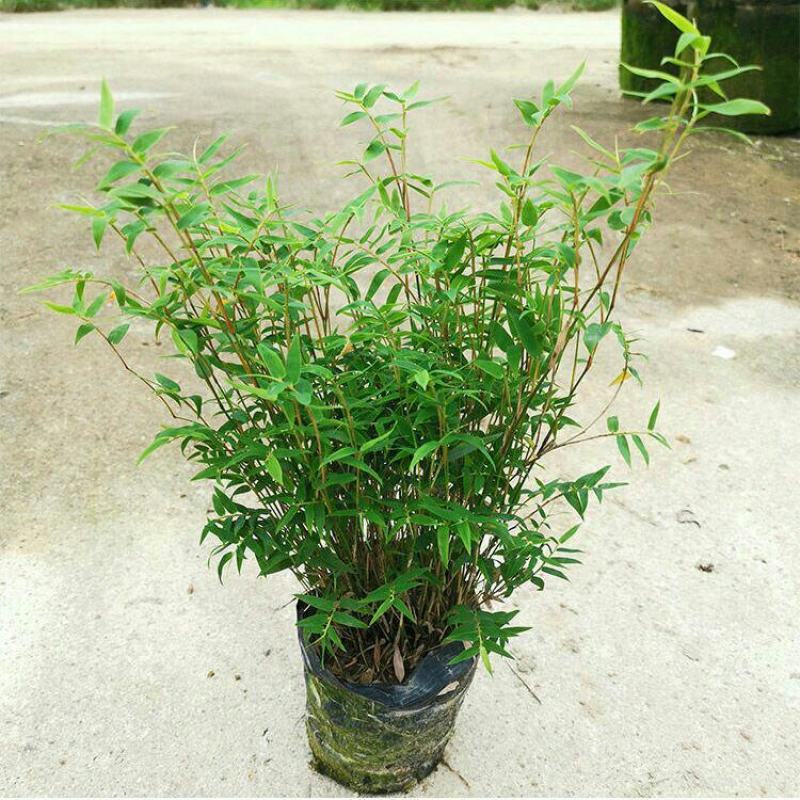 盆景竹子米竹苗盆栽凤尾竹观音竹观赏竹子室内微景观庭院
