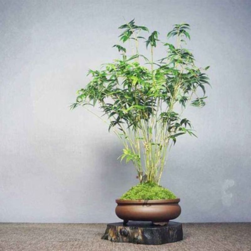 盆景竹子米竹苗盆栽凤尾竹观音竹观赏竹子室内微景观庭院
