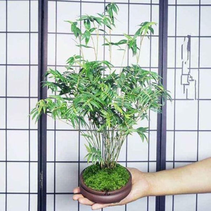 盆景竹子米竹苗盆栽凤尾竹观音竹观赏竹子室内微景观庭院
