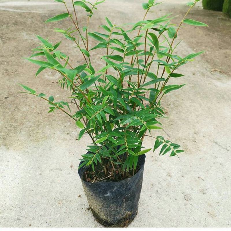 盆景竹子米竹苗盆栽凤尾竹观音竹观赏竹子室内微景观庭院