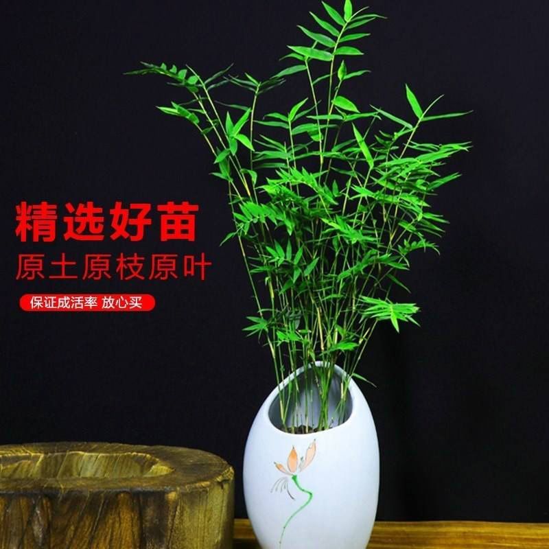 盆景竹子米竹苗盆栽凤尾竹观音竹观赏竹子室内微景观庭院