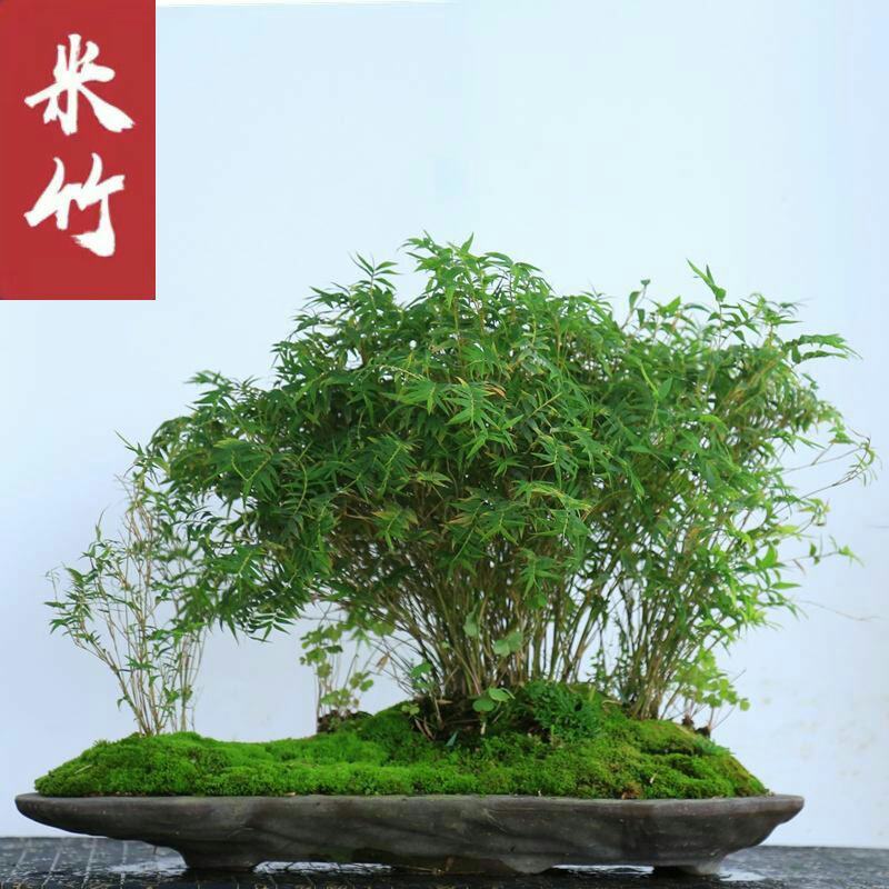盆景竹子米竹苗盆栽凤尾竹观音竹观赏竹子室内微景观庭院
