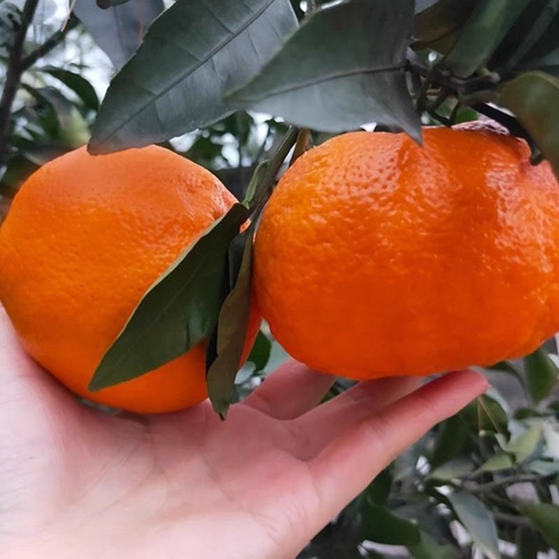 明日见苗