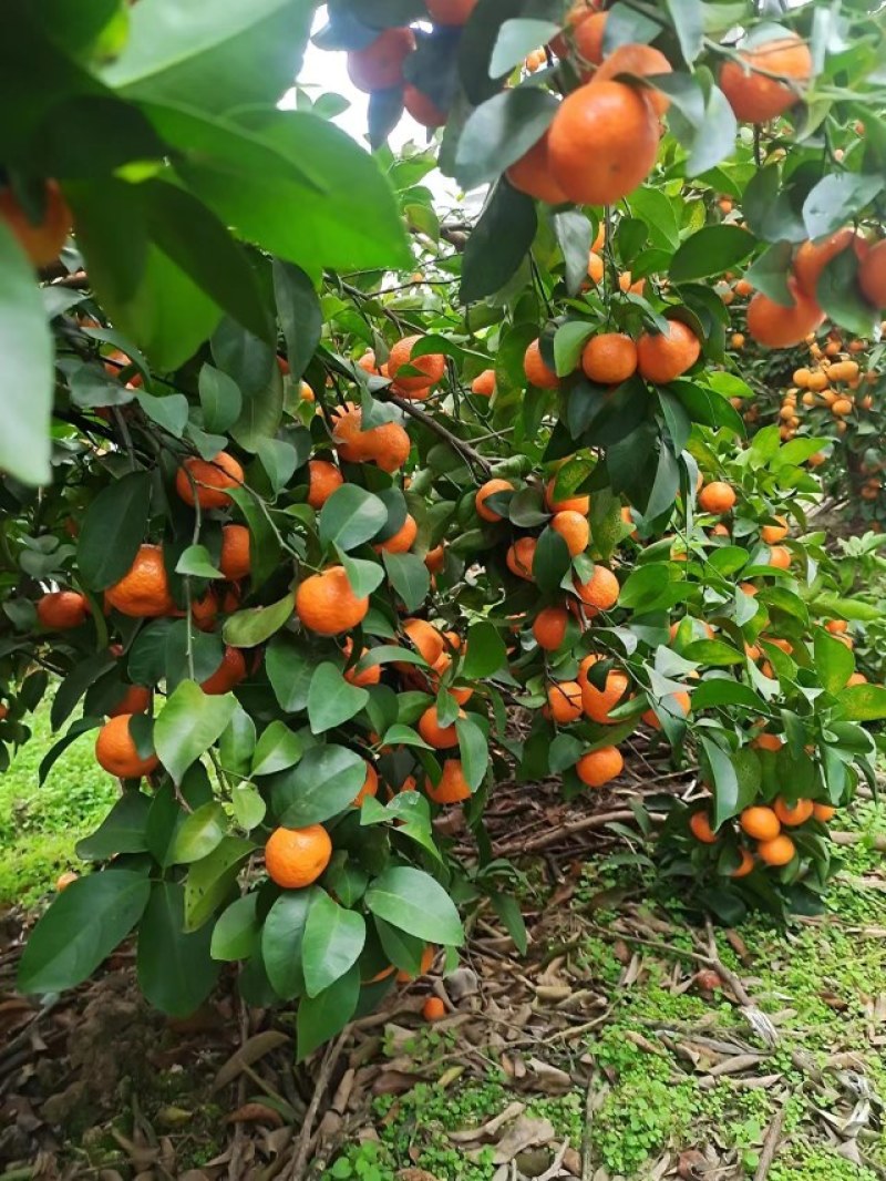 咱的沙糖桔皮缚细嫩，入口化渣，吃在嘴里，甜在心里，走