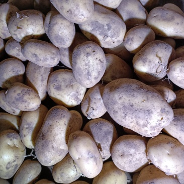 沽源土豆量大出窖