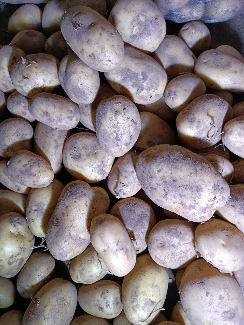 沽源土豆量大出窖