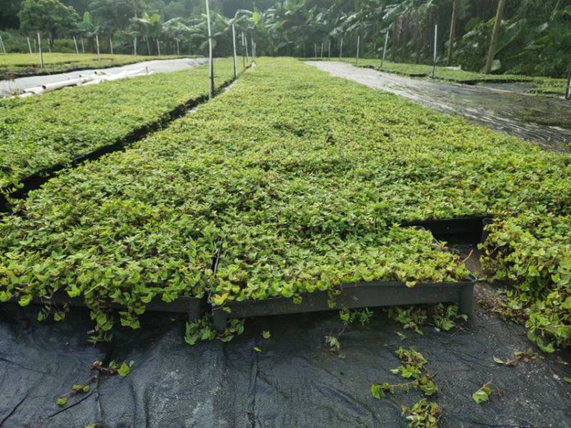 2302基地批发供应铺地锦竹草屋顶空中花园绿化草坪