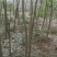 丝棉木