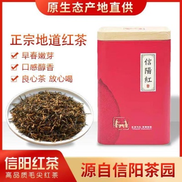 毛尖茶红茶早春嫩芽口感醇香高品质毛尖红茶