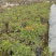 2302基地供应橙钟花盆栽0.5-2米高