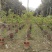 2302基地供应橙钟花盆栽0.5-2米高