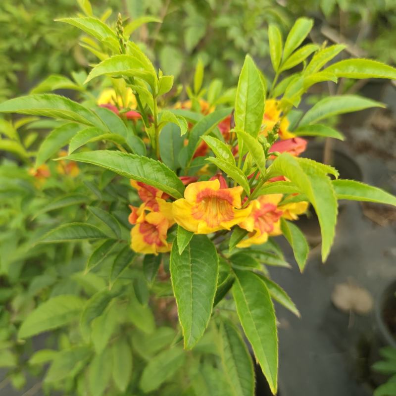 2302基地供应橙钟花盆栽0.5-2米高