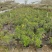 2302基地供应橙钟花盆栽0.5-2米高