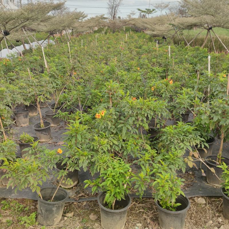 2302基地供应橙钟花盆栽0.5-2米高