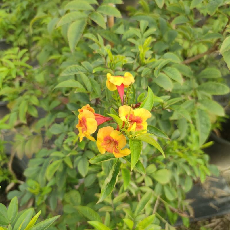 2302基地供应橙钟花盆栽0.5-2米高