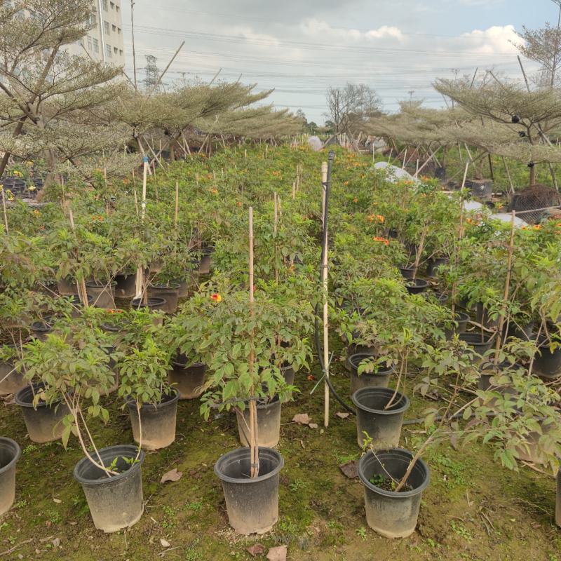 2302基地供应橙钟花盆栽0.5-2米高