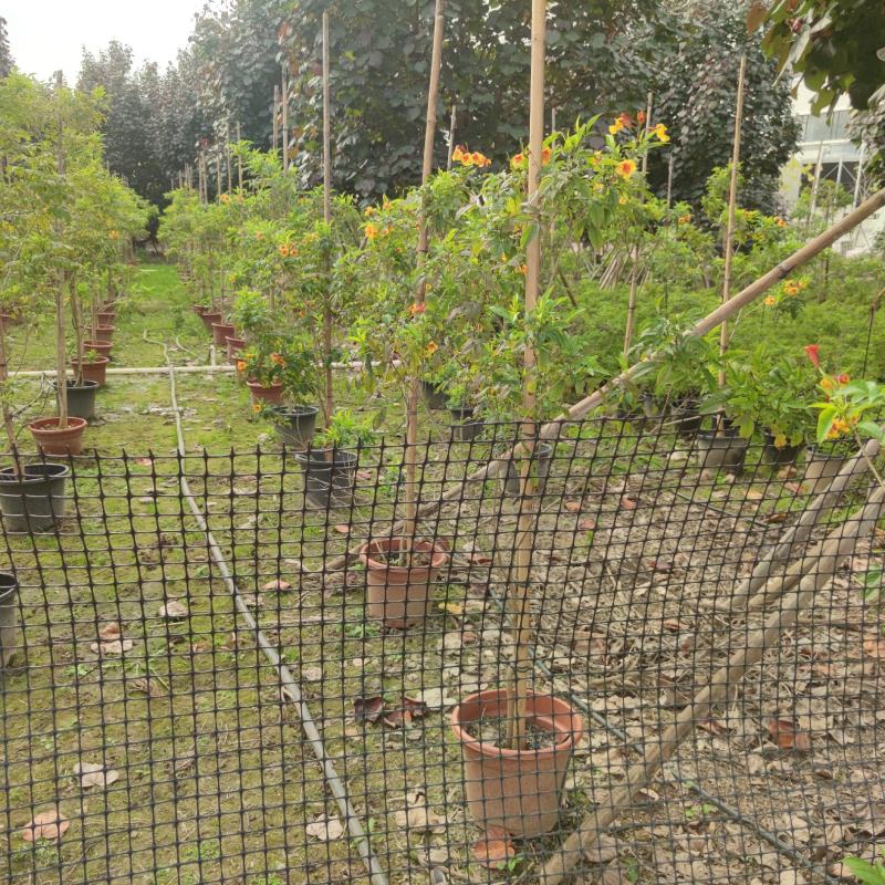 2302基地供应橙钟花盆栽0.5-2米高