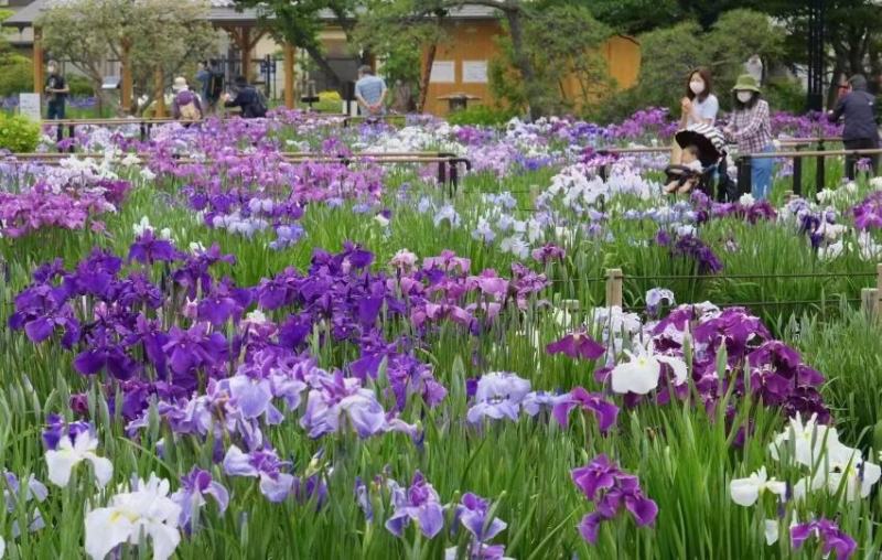 2302基地供应日本大花菖蒲盆栽苗混色湿地公园