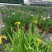 2302基地供应日本大花菖蒲盆栽苗混色湿地公园