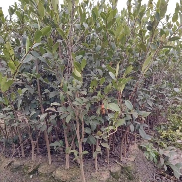 二年三年大杯油茶苗地径1公分高度1米以上栽下去次年结果