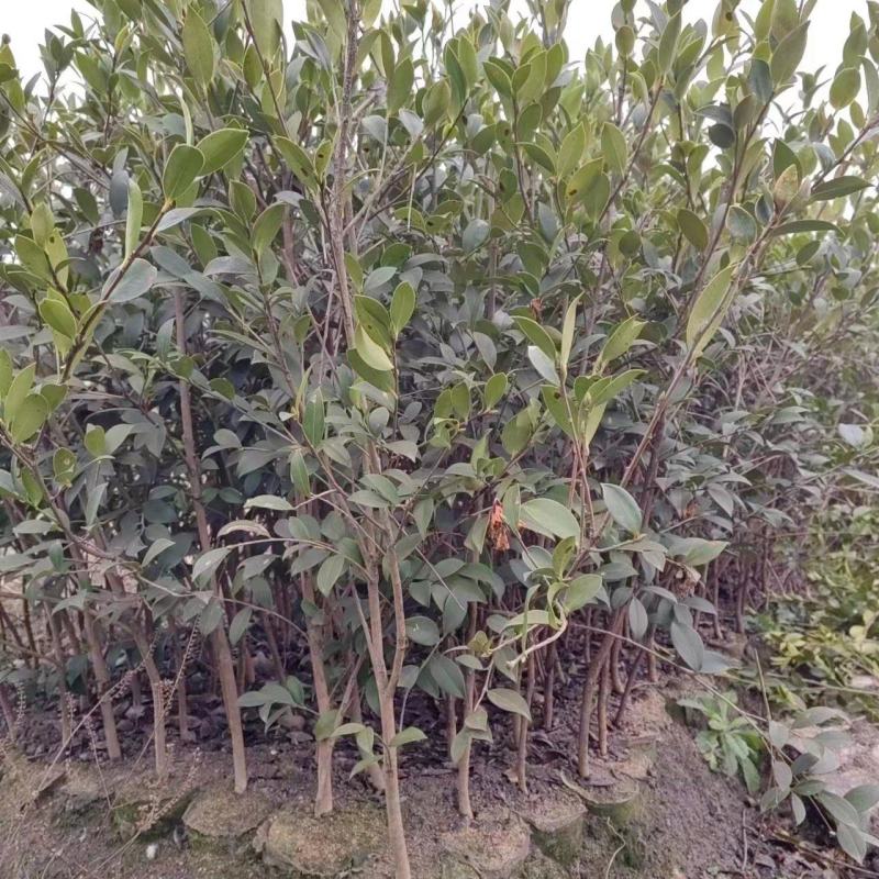 二年三年大杯油茶苗地径1公分高度1米以上栽下去次年结果
