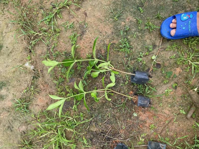 软枝黄蝉福建漳州软枝黄蝉大量供应基地直销