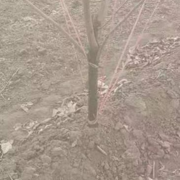 柿子树