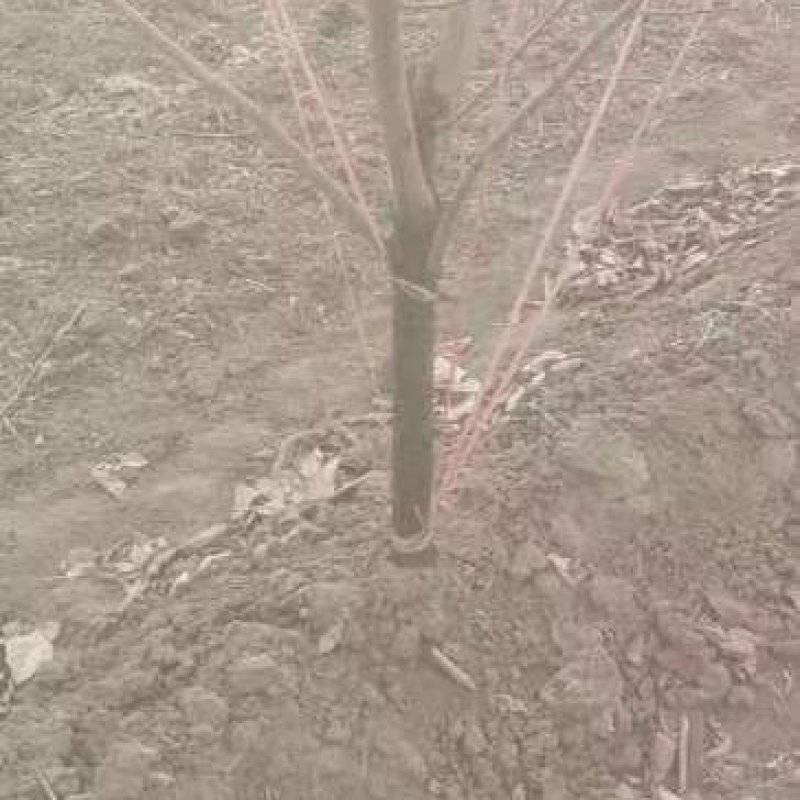 柿子树