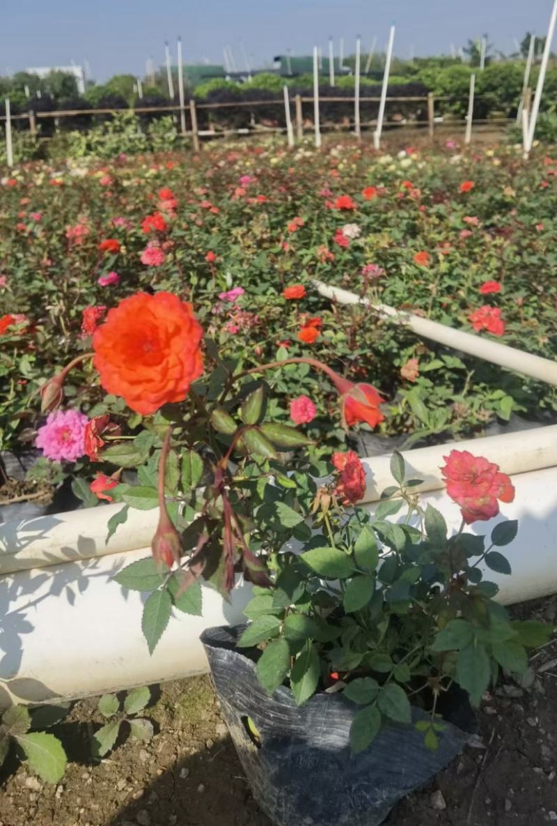 丰花月季福建漳州丰花月季基地直销量大从优