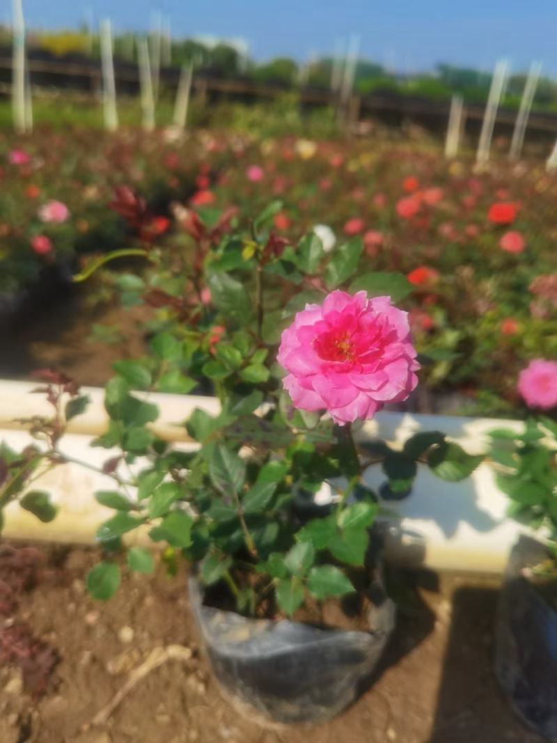 丰花月季福建漳州丰花月季基地直销量大从优