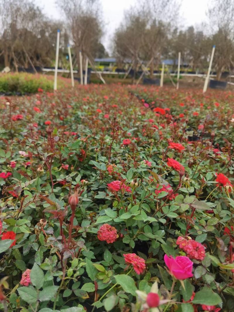 丰花月季福建漳州丰花月季基地直销量大从优