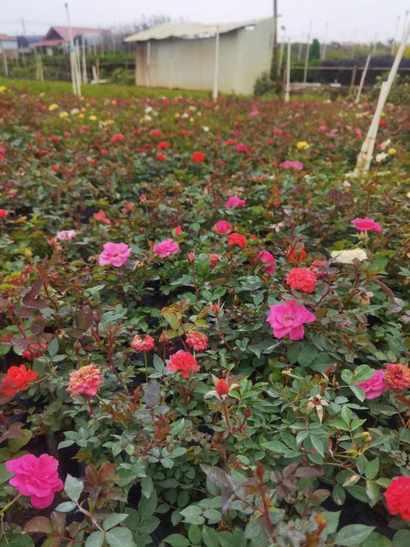 丰花月季福建漳州丰花月季基地直销量大从优
