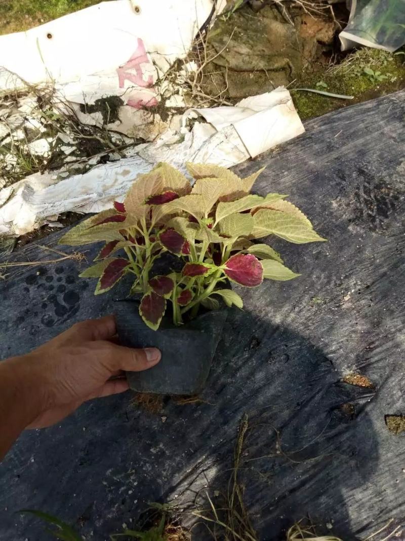 彩叶草福建漳州彩叶草基地直销量大从优
