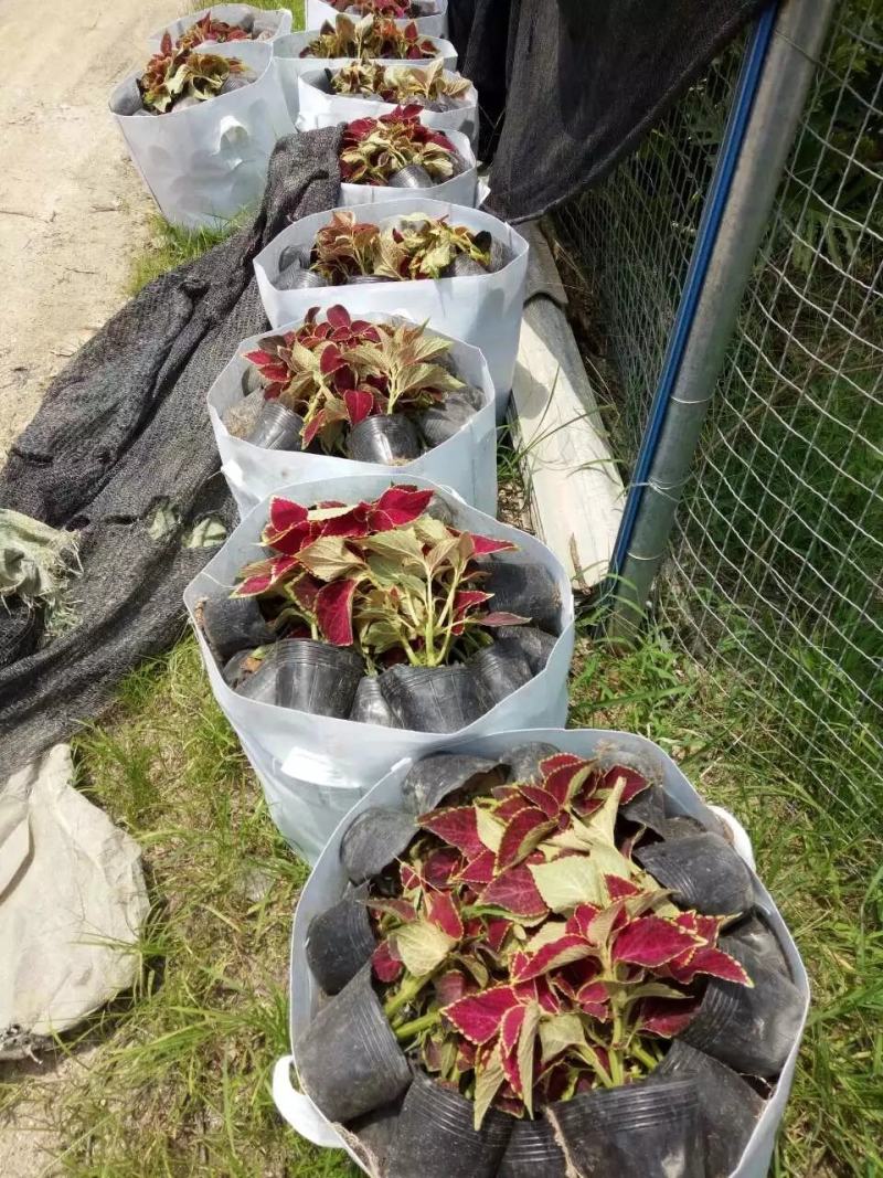彩叶草福建漳州彩叶草基地直销量大从优