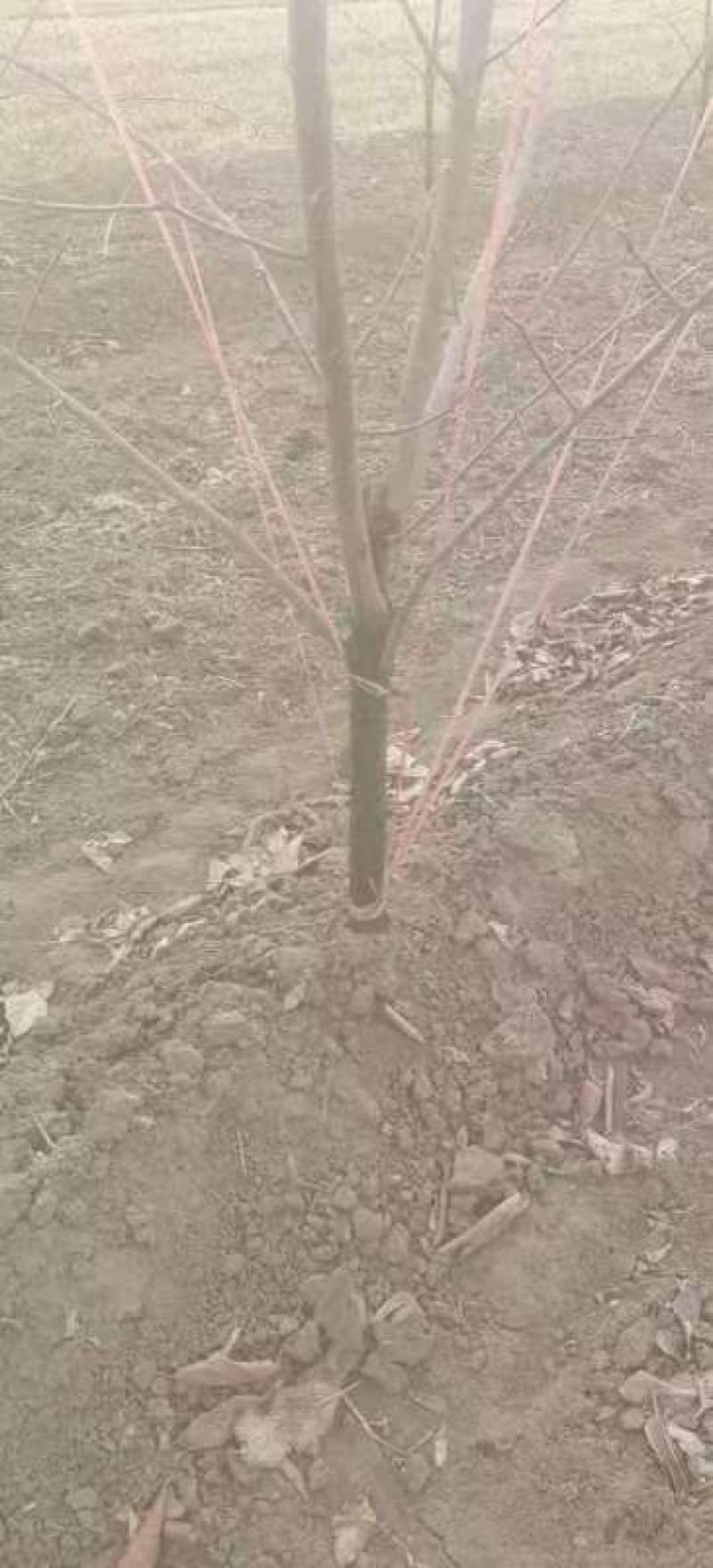 柿子树