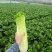 河南新野白菜/竹筒青白菜/精品秋绿60/地头现采现发
