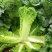 河南新野白菜/竹筒青白菜/精品秋绿60/地头现采现发